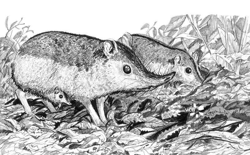 袋食蚁兽插画图片素材