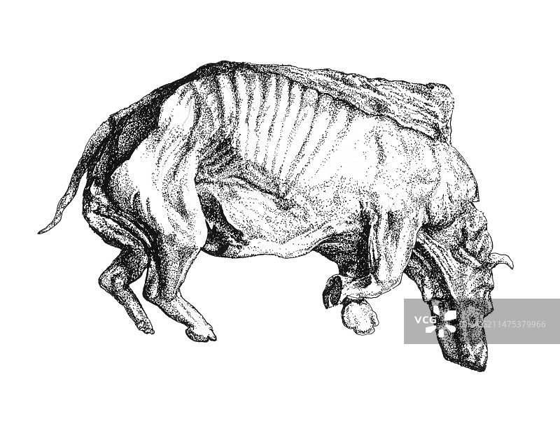 毛茸茸的犀牛化石插图图片素材