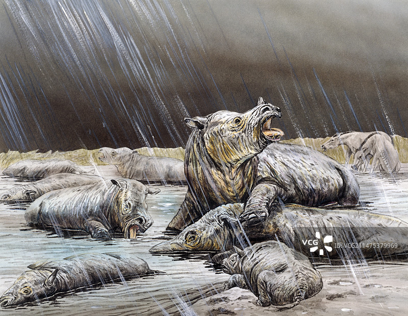 火山灰中的Teleoceras犀牛插图图片素材