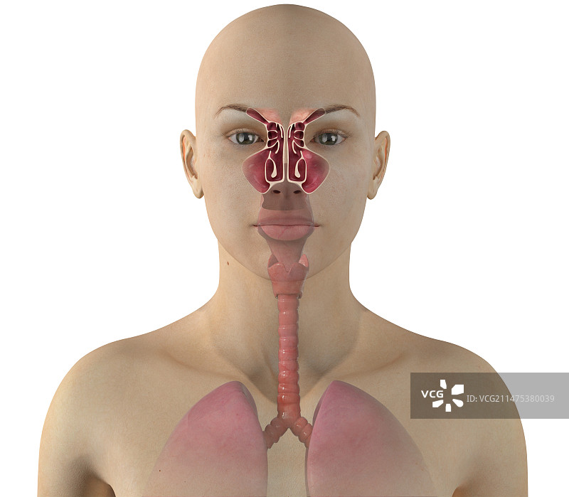 鼻窦解剖结构插图图片素材
