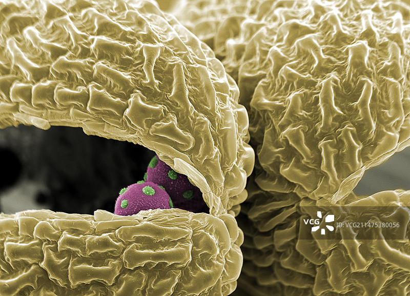 繁缕花粉扫描电镜照片图片素材