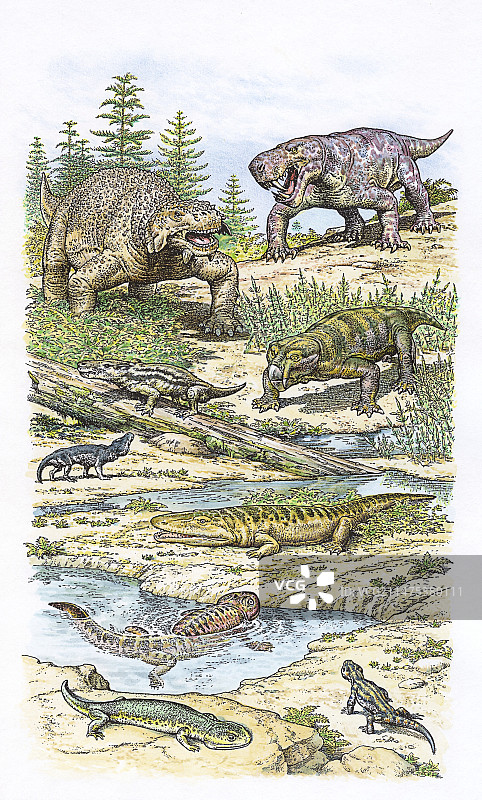 二叠纪动物群插图图片素材