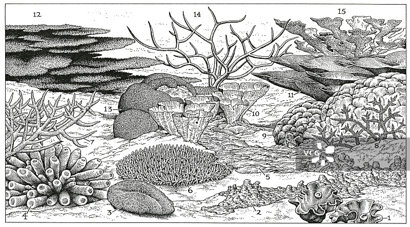 珊瑚形态插图图片素材
