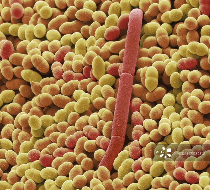 酸奶菌，扫描电镜图片素材