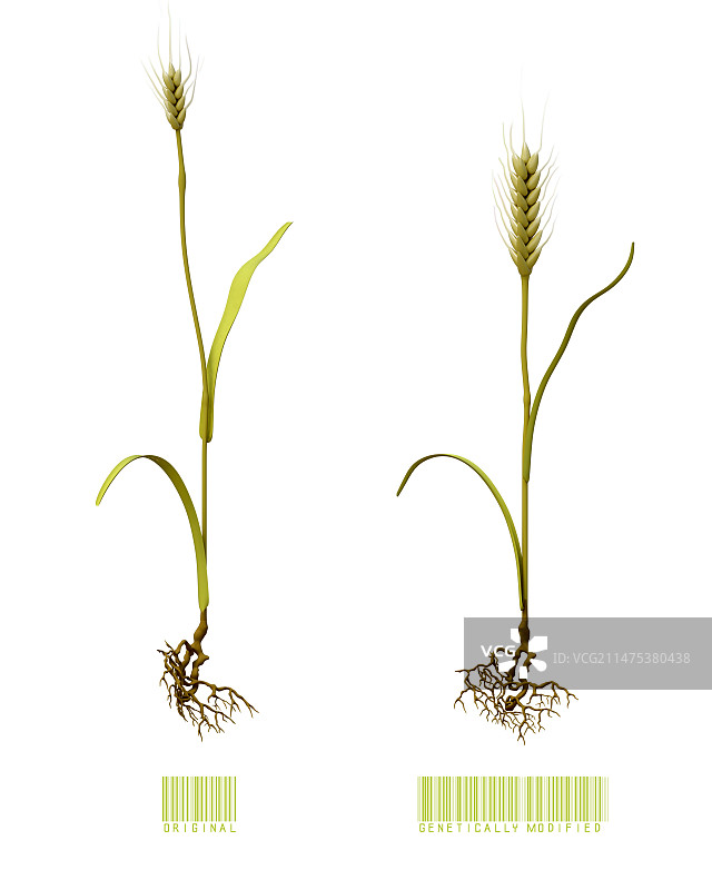 转基因小麦插图图片素材