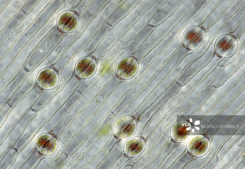 葡萄风信子气孔显微照片图片素材