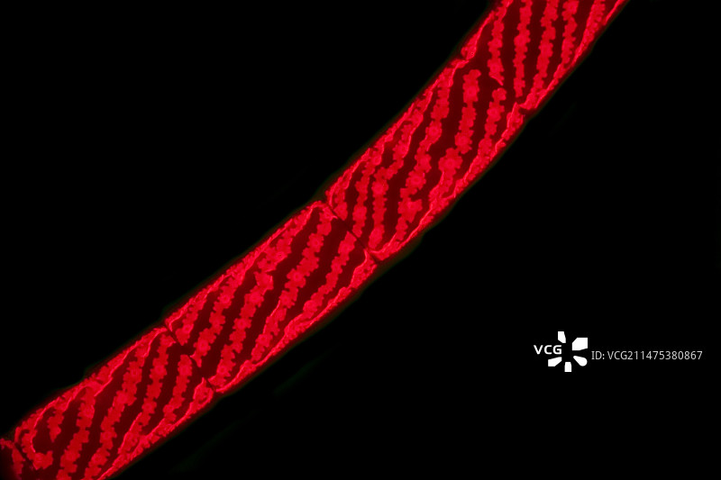 水绵绿藻显微照片图片素材