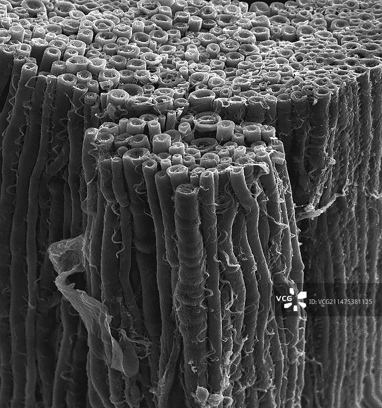 神经纤维扫描电镜照片图片素材