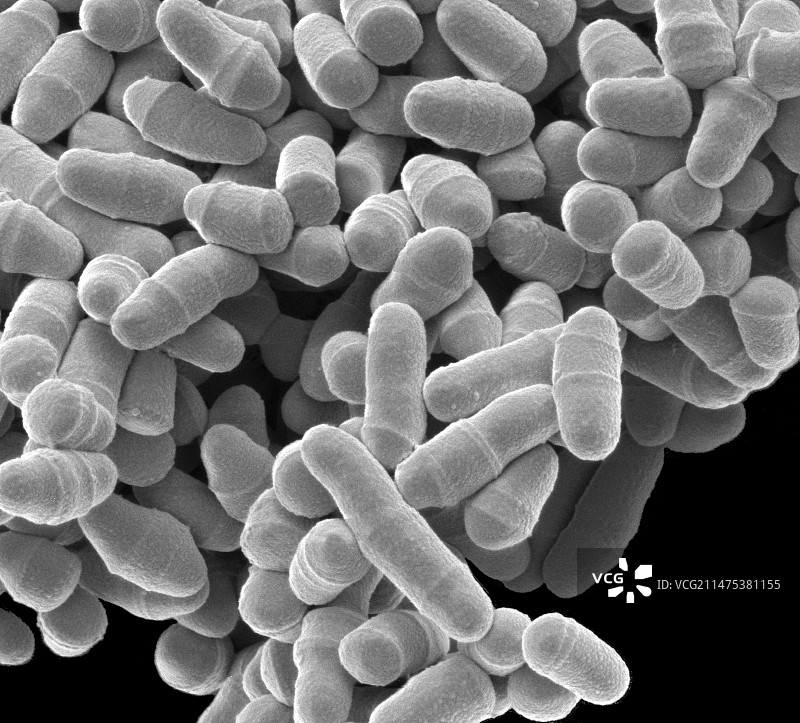 裂殖酵母菌扫描电镜图图片素材
