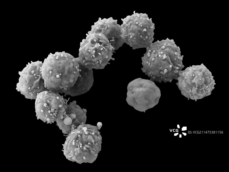 干细胞，扫描电子显微镜图片素材