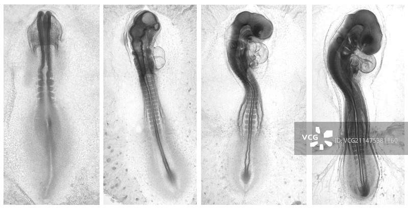 小鸡发育过程图片素材
