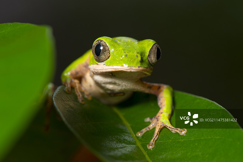 橙腿叶蛙图片素材
