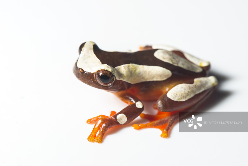 贝雷斯树蛙图片素材