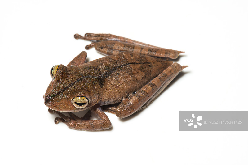 特罗谢尔树蛙图片素材