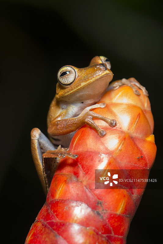 特罗谢尔树蛙图片素材