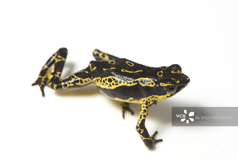 霍格莫德小丑蟾蜍图片素材