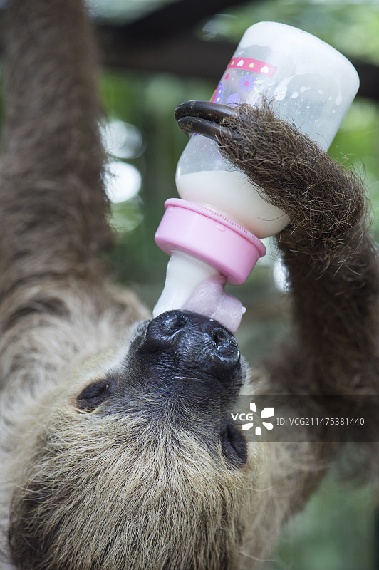 林奈氏二趾树懒图片素材