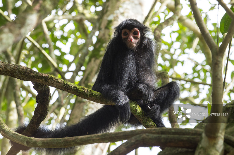 黑蜘蛛猴图片素材
