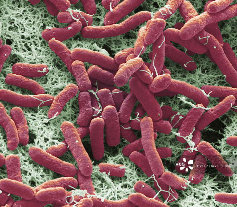 假单胞菌，扫描电镜图片素材
