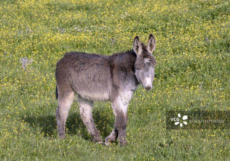 鲜花牧场上的驴子图片素材