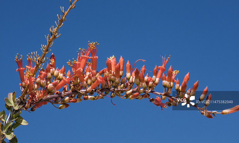 开花的奥科蒂洛树图片素材