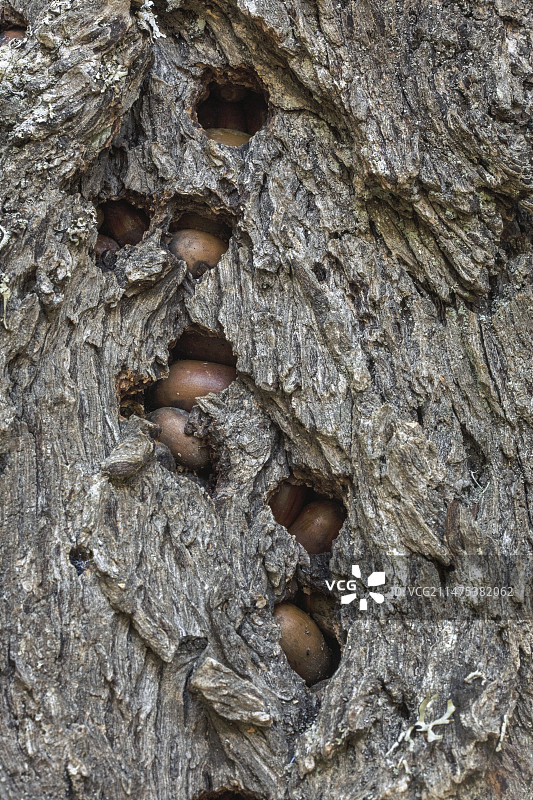 橡子 woodpecker储存的橡子图片素材