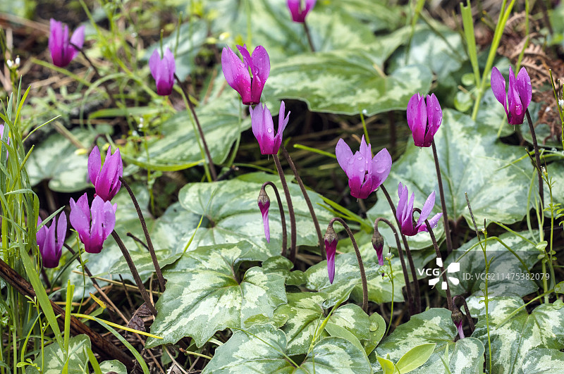 盛开的仙客来图片素材