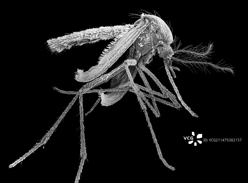 雌性埃及伊蚊扫描电镜图图片素材