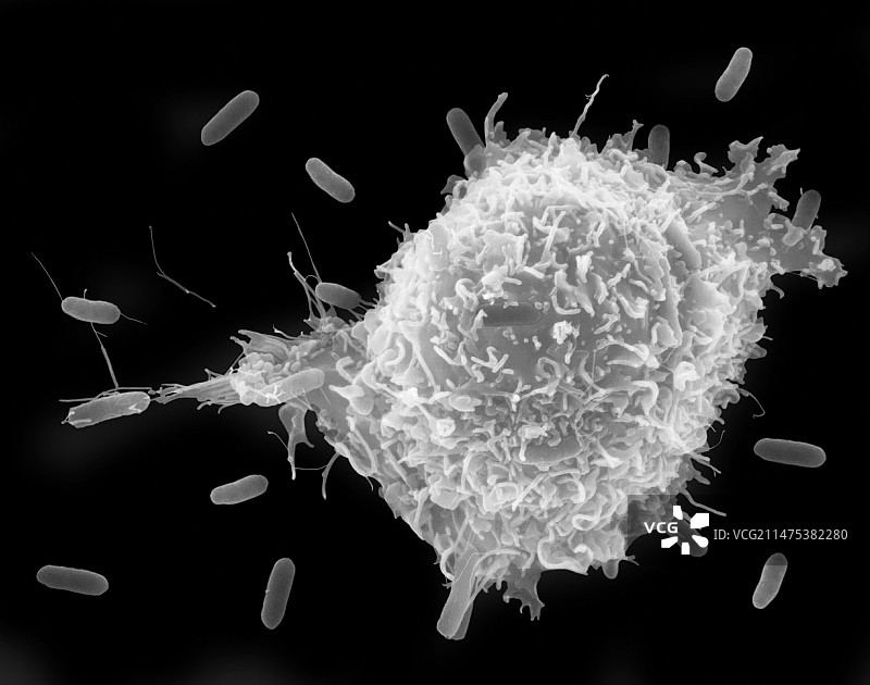 大肠杆菌腹膜巨噬细胞吞噬作用（扫描电镜）图片素材