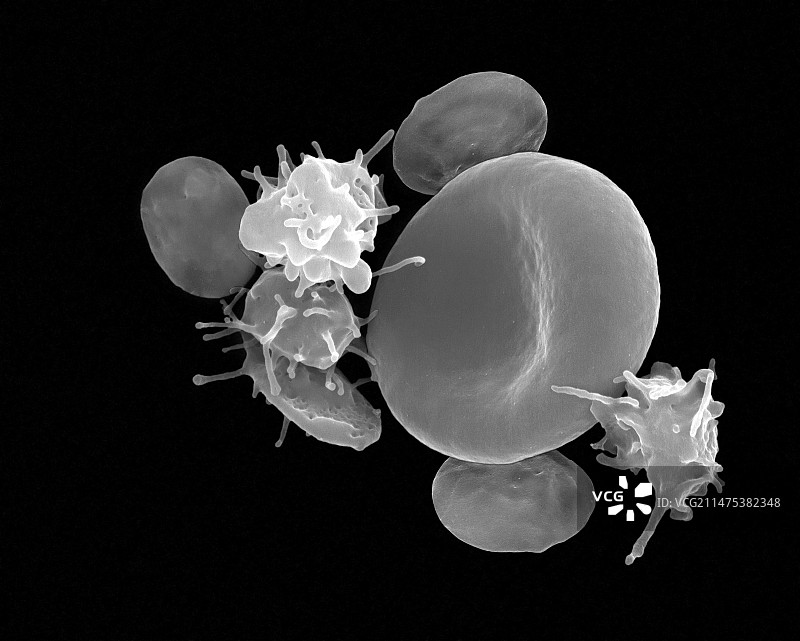 激活和未激活的血小板扫描电镜图图片素材