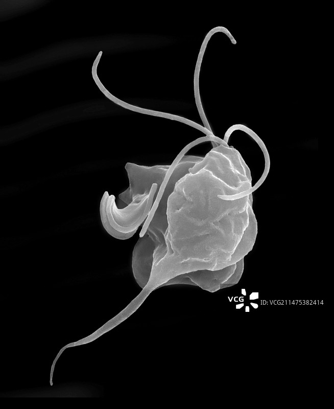 阴道毛滴虫寄生性原虫（扫描电镜）图片素材