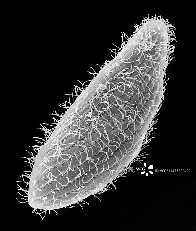 纤毛原生动物嗜热四膜虫扫描电子显微镜图片素材