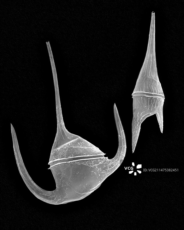 海洋甲藻（角甲藻属），扫描电镜图片素材