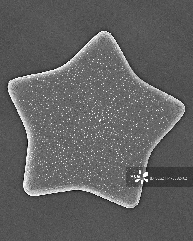 海洋硅藻（美丽三角藻），扫描电子显微镜图片素材