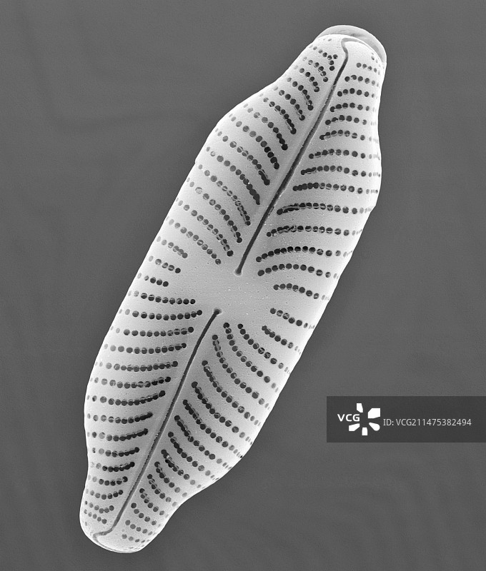 新鲜的羽状硅藻（Navicula sp.），扫描电子显微镜图片素材