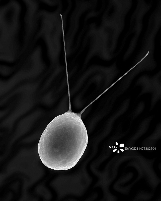 雨生红球藻，扫描电镜图片素材