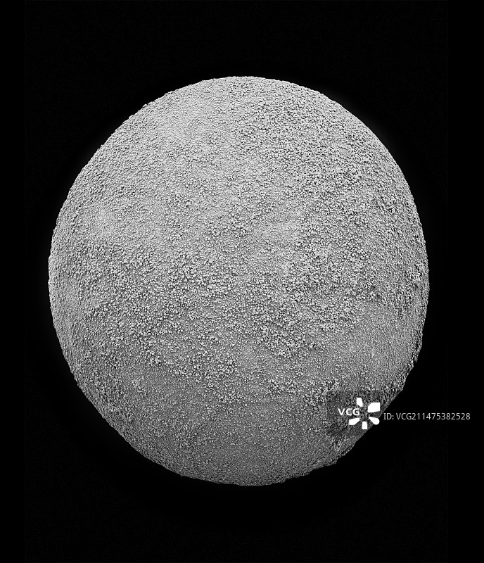 西部黑寡妇蜘蛛卵扫描电镜照片图片素材