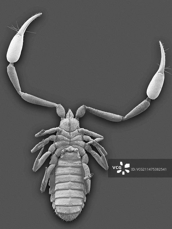伪蝎（Hysterochelifer sp.），SEM图片素材