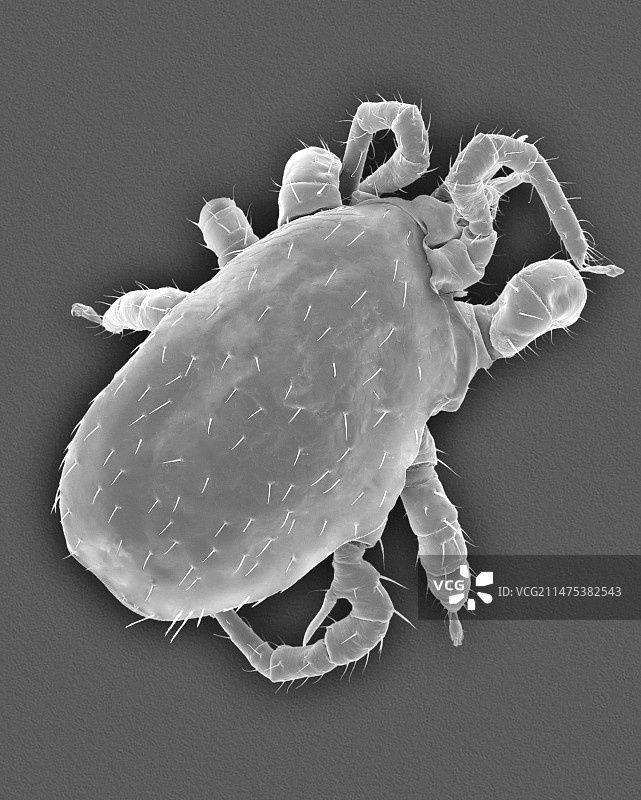 蝙蝠螨，扫描电子显微镜图片素材