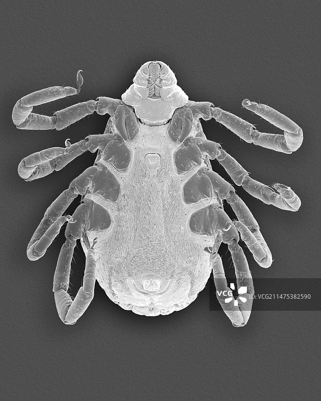 棕色犬壁虱（Rhipicephalus sanguineus），扫描电子显微镜图片素材