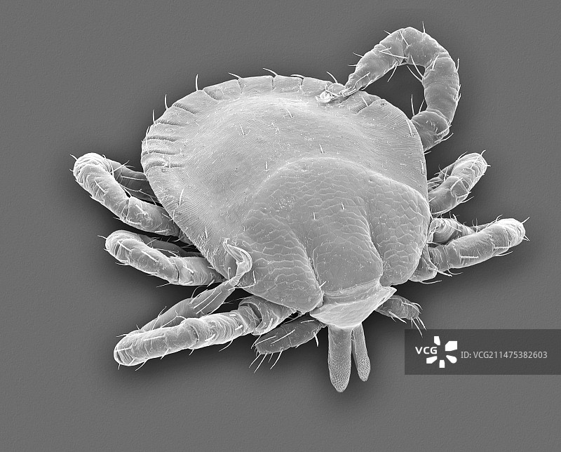 棕色小狗身上的蜱虫幼虫，扫描电子显微镜图片素材