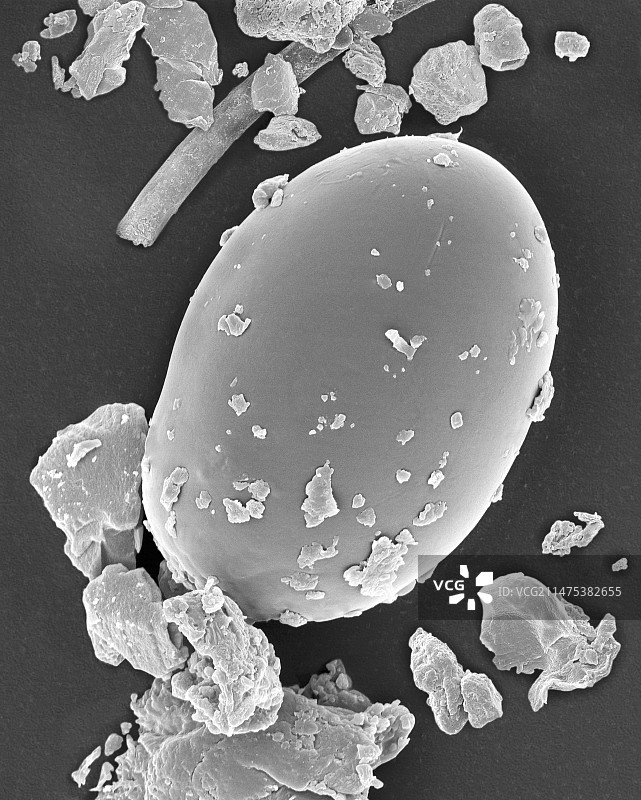 尘螨卵（Dermatophagoides），扫描电镜图图片素材