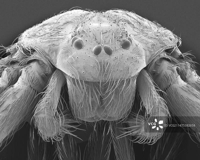 棕色隐士蜘蛛（Loxosceles reclusa）扫描电镜图像图片素材