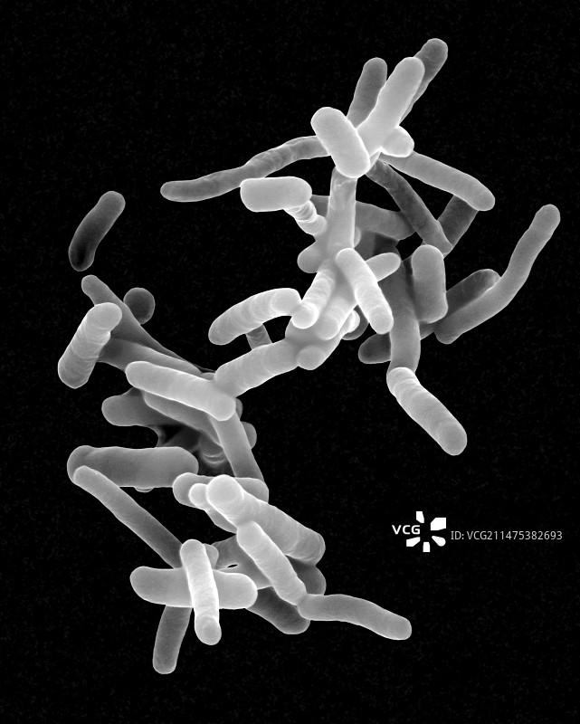 痢疾志贺菌，细菌，扫描电镜图片素材