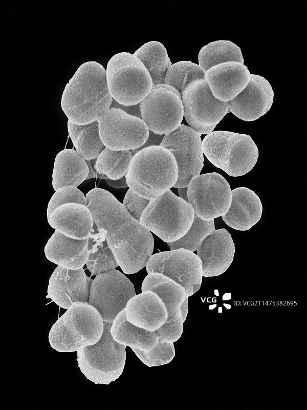 空气传播细菌四球菌SEM图片素材