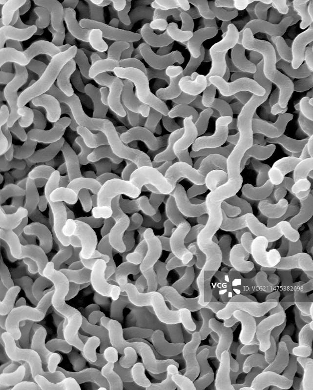 空肠弯曲菌图片素材