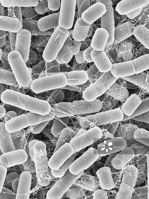 庞蒂亚克硫杆菌，扫描电镜图片素材