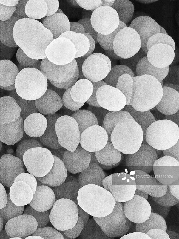 奥斯陆莫拉克斯菌，球杆菌原核生物，扫描电子显微镜图片素材