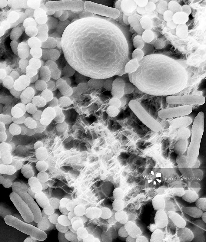 细菌（杆菌和球菌）和酵母菌，扫描电镜图片素材