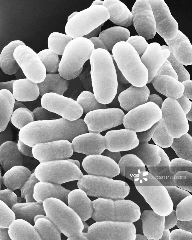 紫色硫细菌 Chromatium sp.，扫描电子显微镜图片素材
